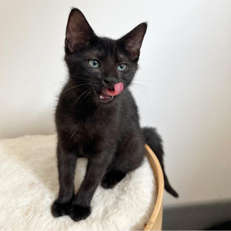 Honey & Buns, a Adoptable Domestic Short Hair in New York, NY image 5/5