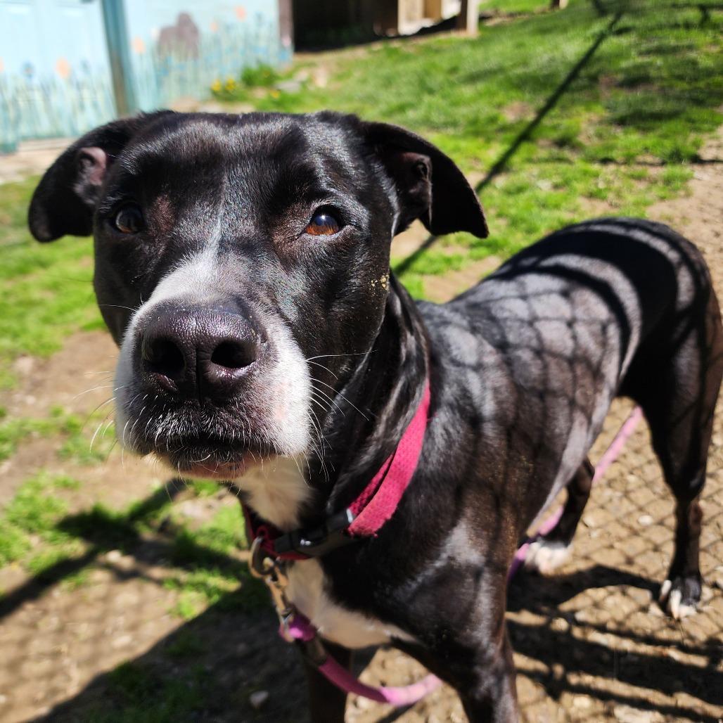 Gemma, Adoptable, Adult Female Mixed Breed.