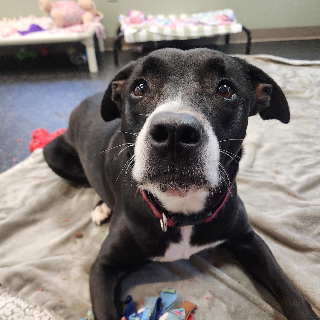 Gemma, a Adoptable Mixed Breed in Middlebury, VT image 2/3