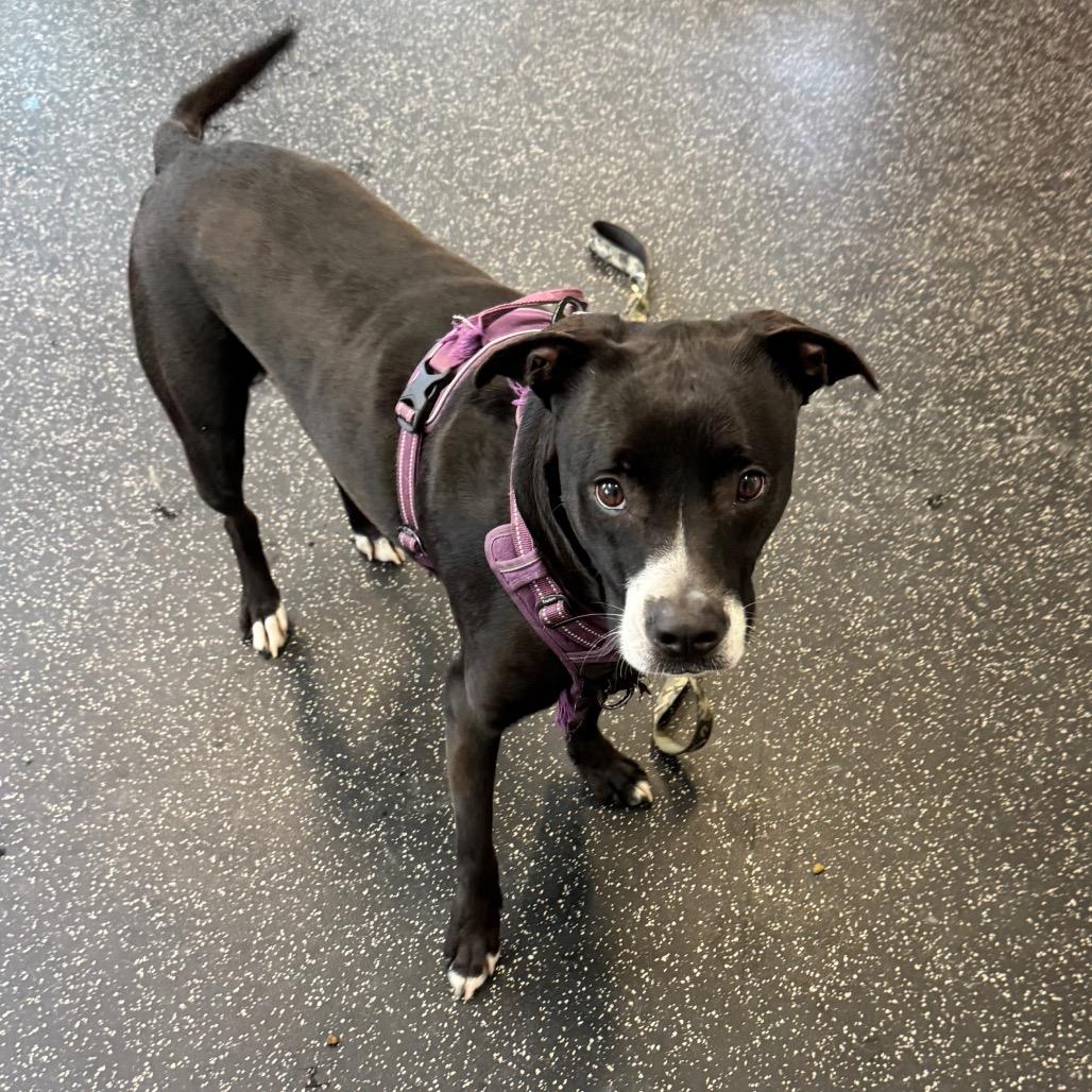 Gemma, a Adoptable Mixed Breed in Middlebury, VT image 3/3