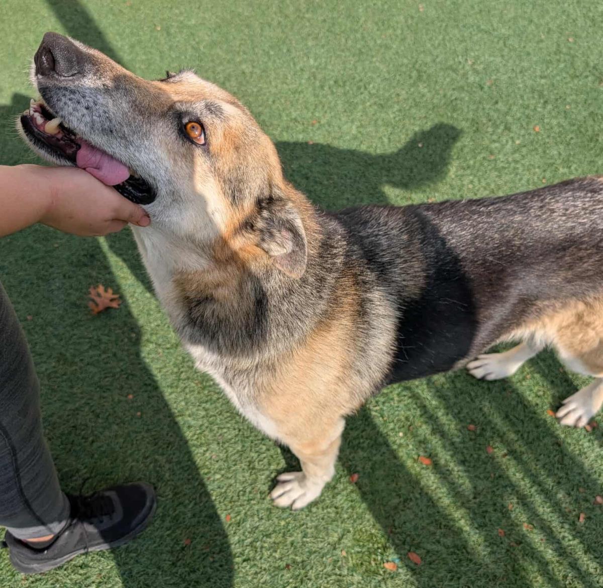 Asu, Adoptable, Adult Female German Shepherd Dog.