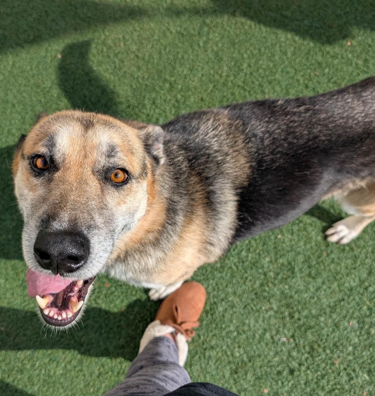 Enlarge Asu, a Adoptable German Shepherd Dog in Rockwall, TX image 2/3