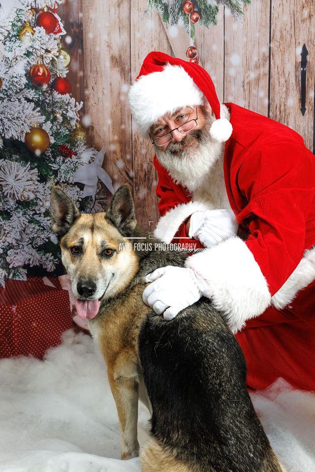 Enlarge Asu, a Adoptable German Shepherd Dog in Rockwall, TX image 3/3