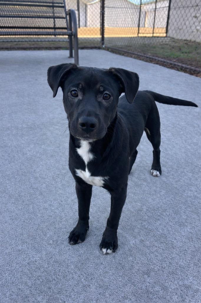 Hennon 3/DA VINCI, Adoptable, Young Male Mixed Breed.