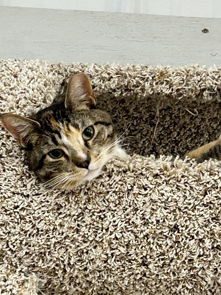 Maizie, Adoptable, Adult Female Domestic Short Hair.