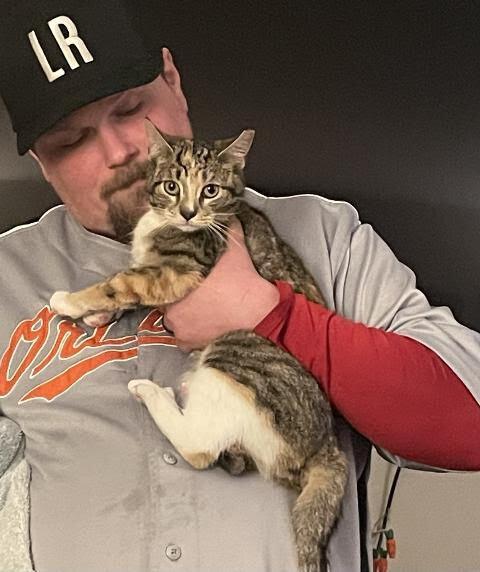 Maizie, a Adoptable Domestic Short Hair in Telford, PA image 1/3