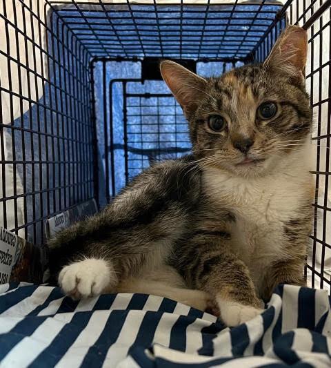 Maizie, a Adoptable Domestic Short Hair in Telford, PA image 2/3