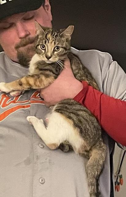 Maizie, a Adoptable Domestic Short Hair in Telford, PA image 3/3