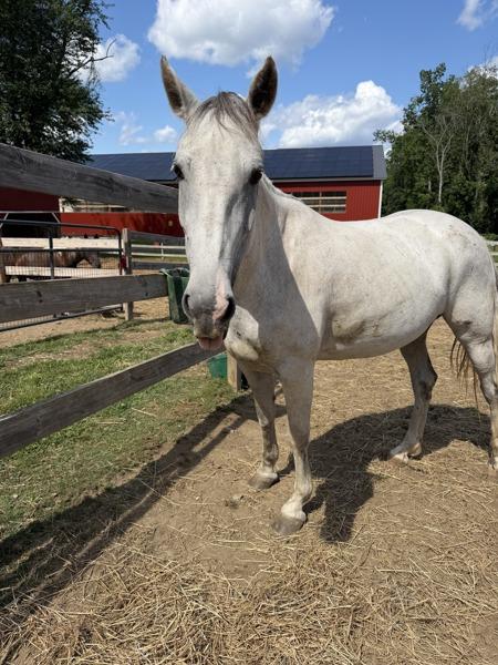 Enlarge Wild Sage-Adoption Pending!, a Adoptable mixed breed in Stratham, NH image 1/1