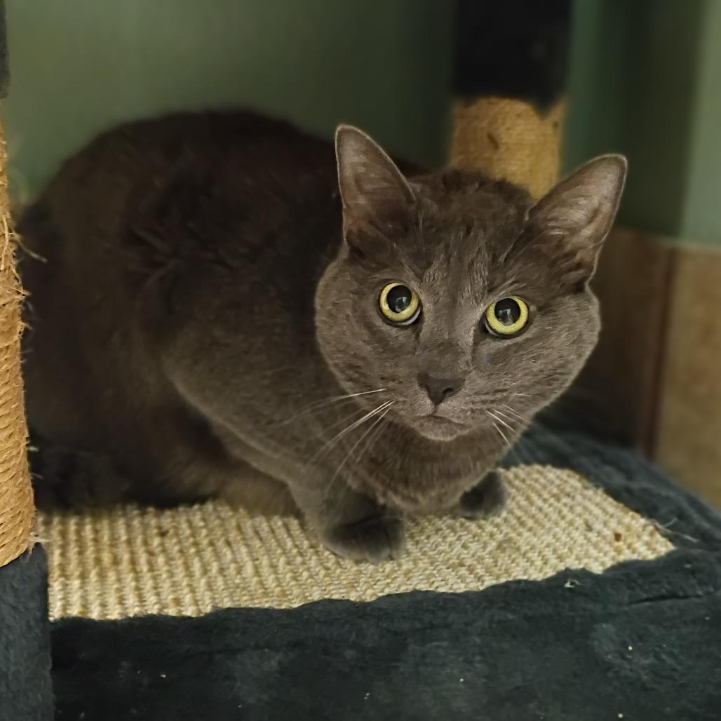 Enzita, Adoptable, Adult Female Domestic Medium Hair.
