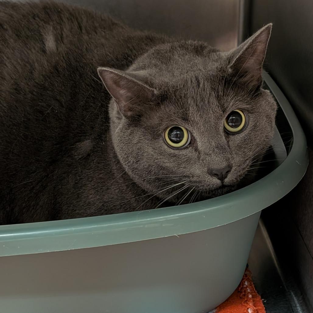 Enlarge Enzita, a Adoptable Domestic Medium Hair in Titusville, FL image 2/2