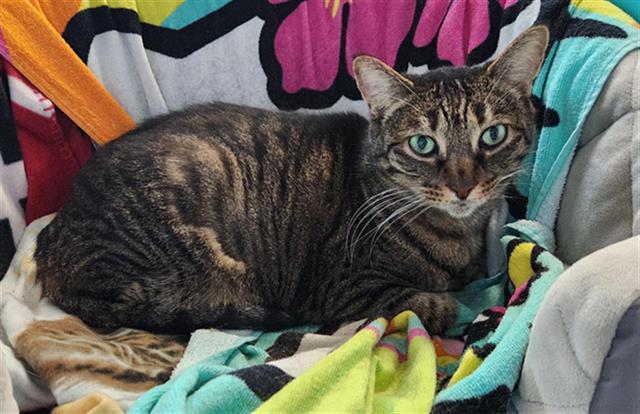 Enlarge SUSIE, a Adoptable Domestic Short Hair in Fort Lauderdale, FL image 1/1