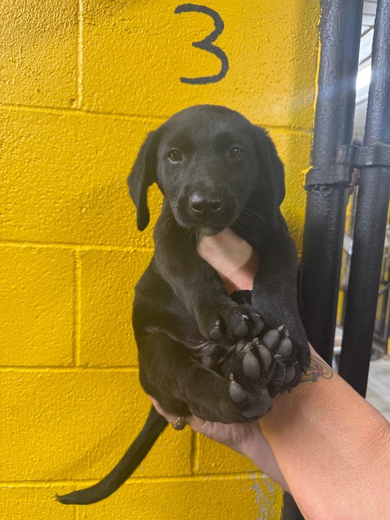 Dr. Shepherd, Adopted, Puppy Male Black Labrador Retriever.