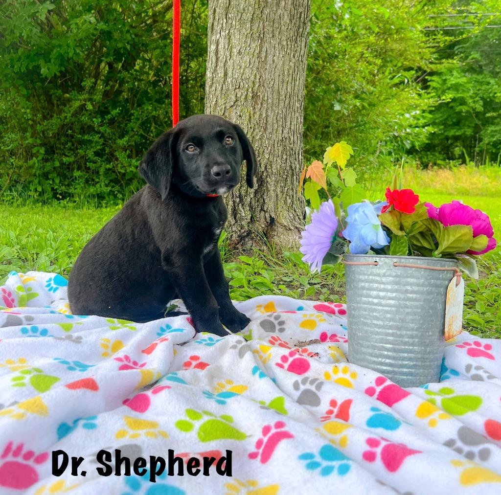 Dr. Shepherd, a Adopted mixed breed in Murray, KY image 2/2