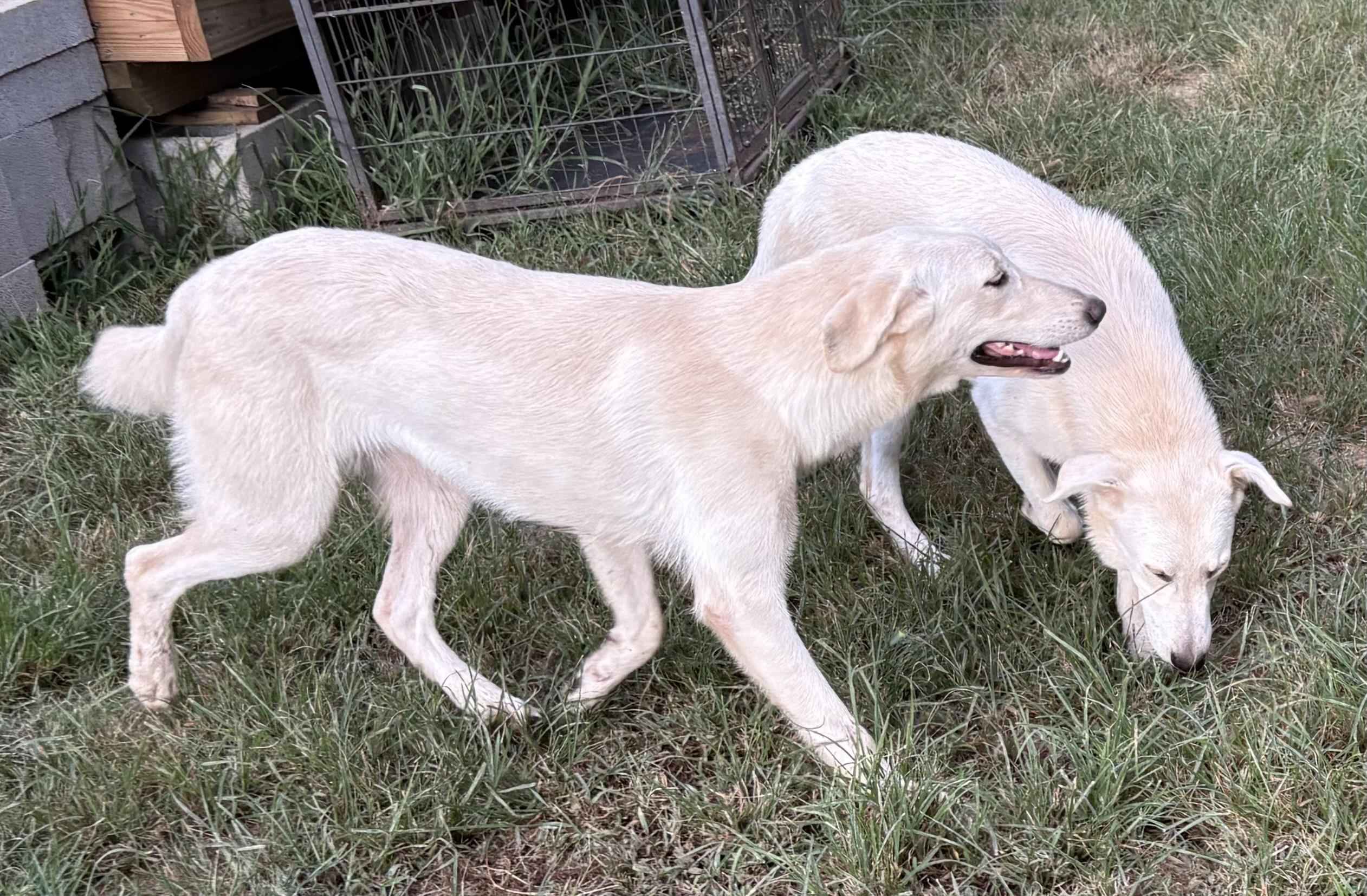 JACK, a Adoptable mixed breed in Dallas, TX image 2/6