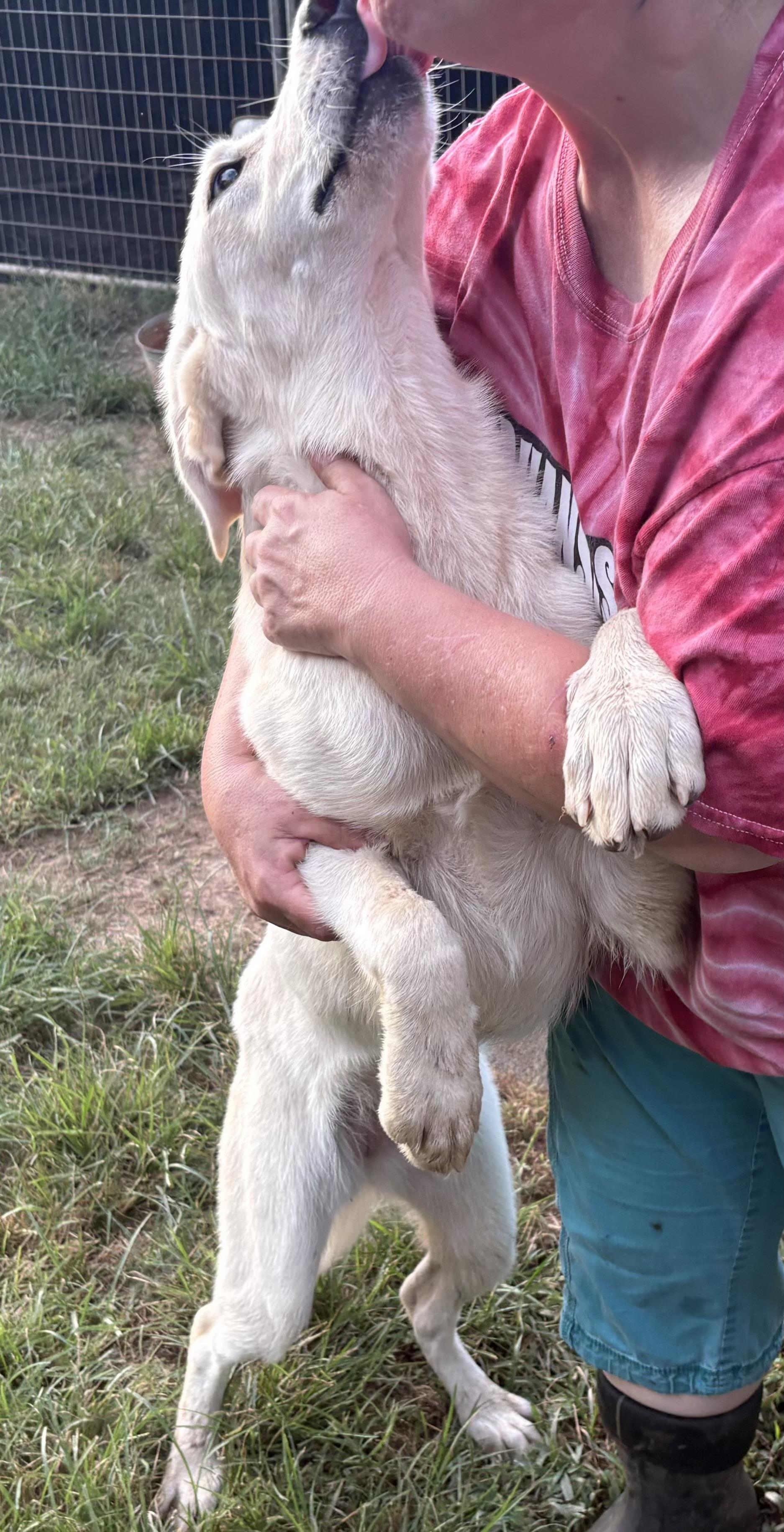 JACK, a Adoptable mixed breed in Dallas, TX image 3/6