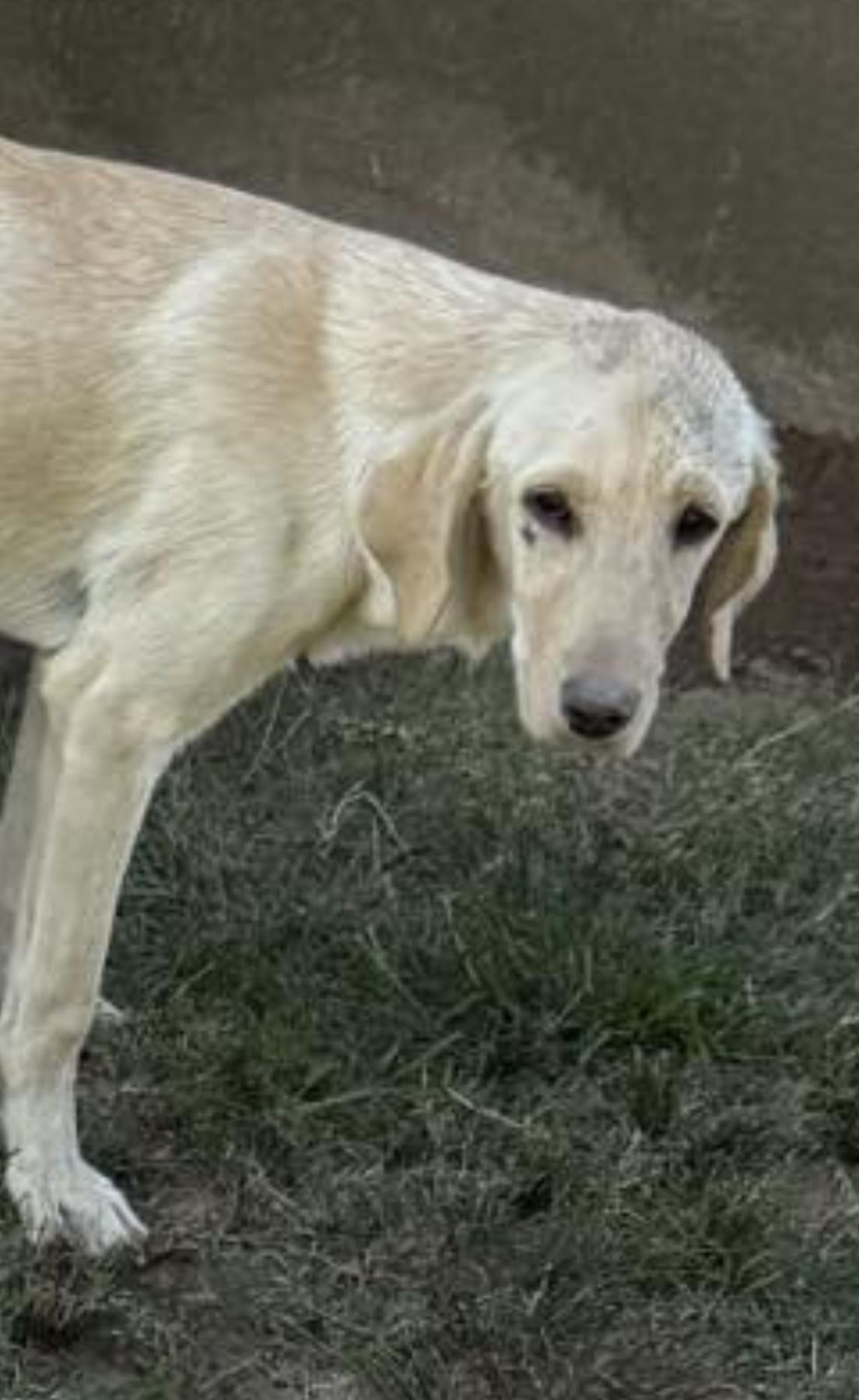 JACK, a Adoptable mixed breed in Dallas, TX image 5/6