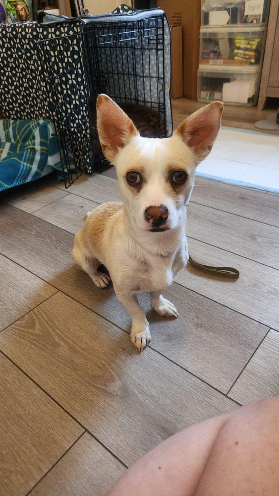 Filipe, a Adoptable mixed breed in Anaheim , CA image 1/6