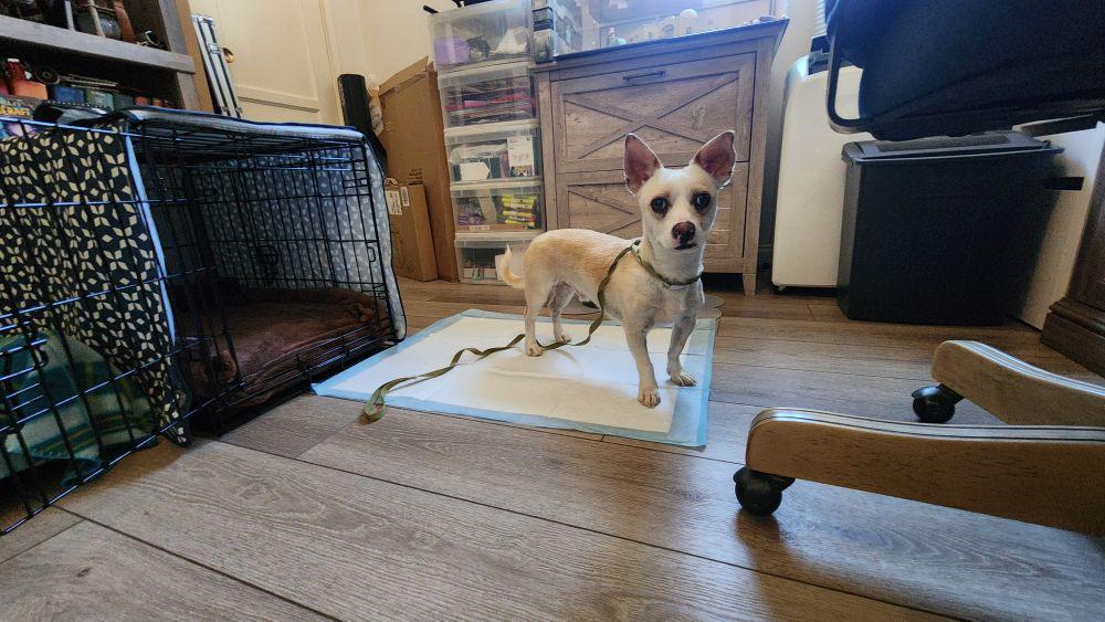 Filipe, a Adoptable mixed breed in Anaheim , CA image 2/6