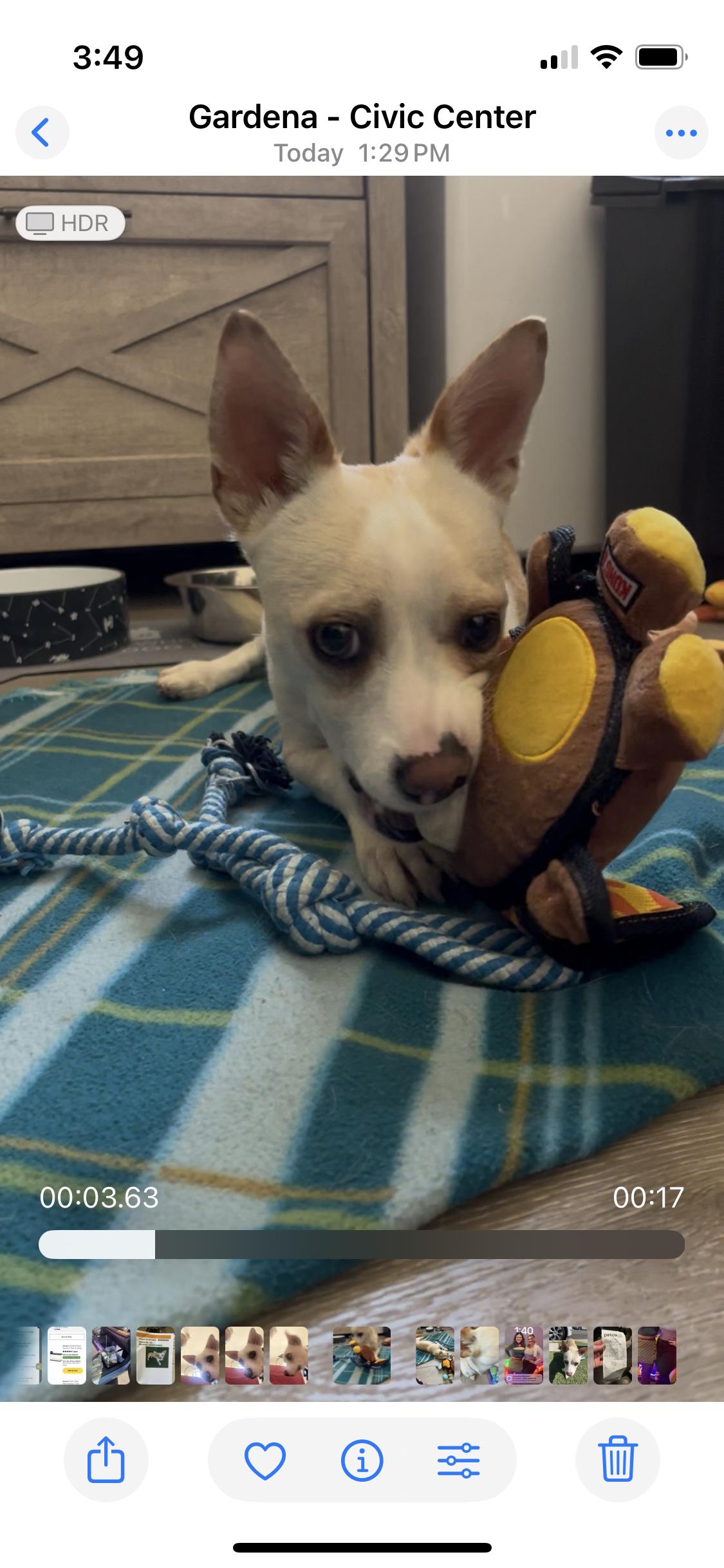 Filipe, a Adoptable mixed breed in Anaheim , CA image 6/6