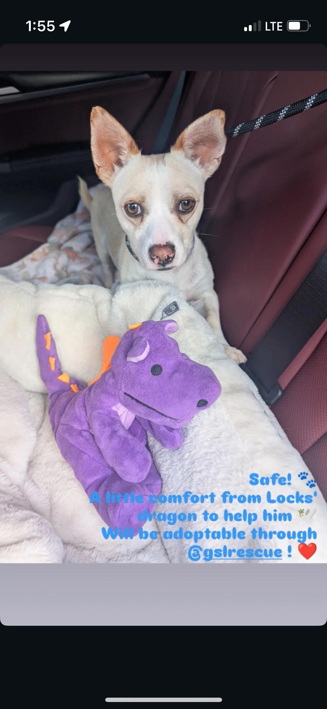 Filipe, a Adoptable mixed breed in Anaheim , CA image 3/6