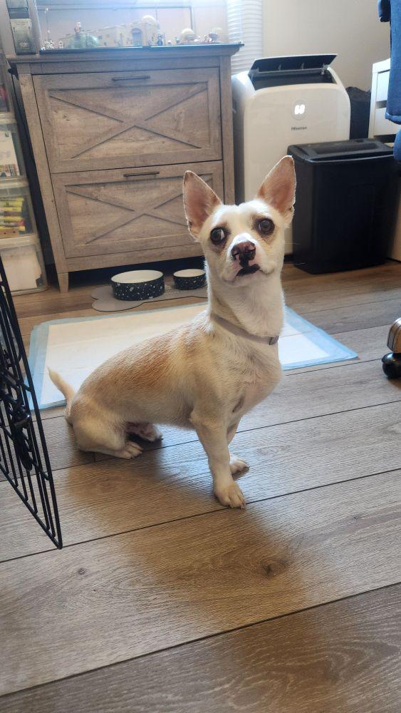 Filipe, a Adoptable mixed breed in Anaheim , CA image 5/6