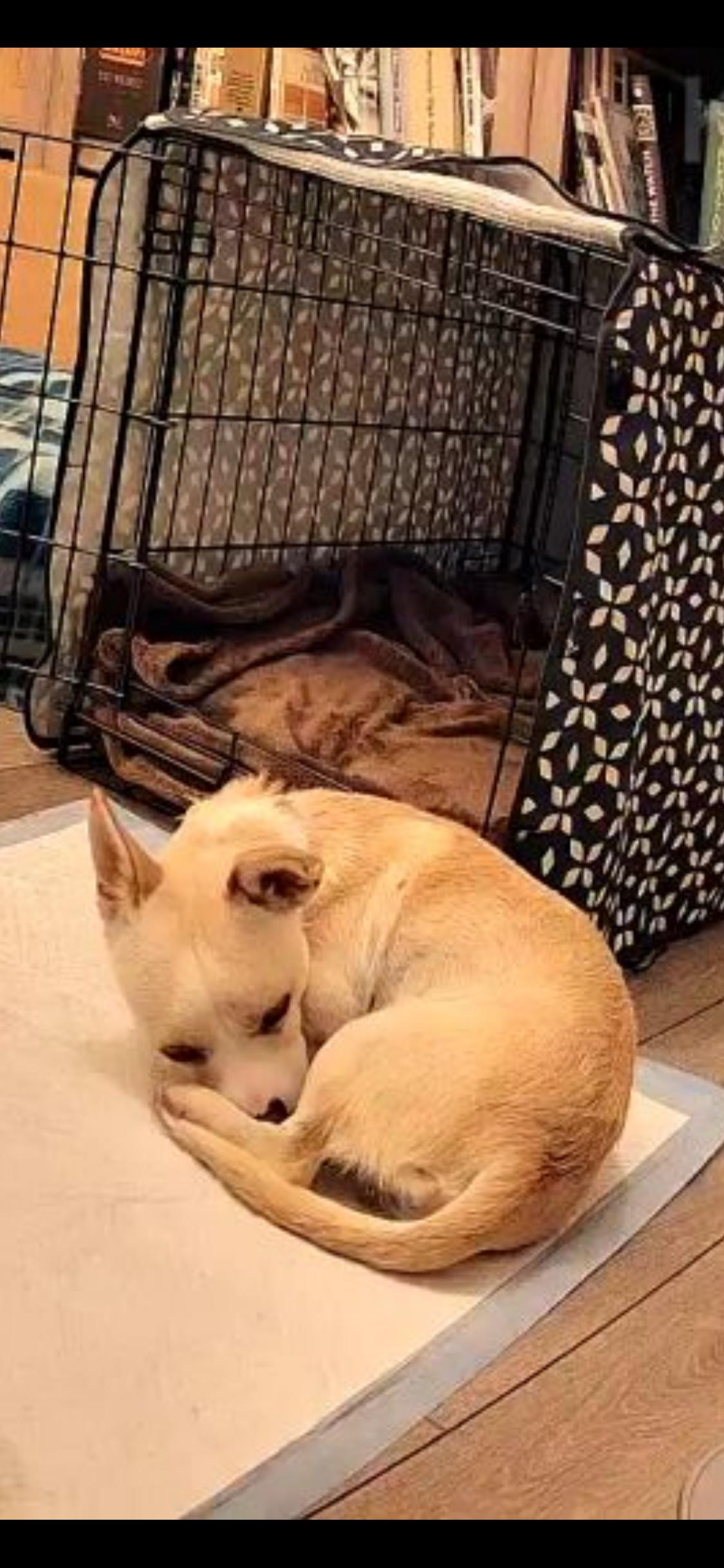 Filipe, a Adoptable mixed breed in Anaheim , CA image 4/6