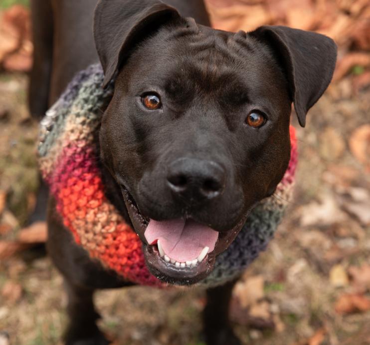 Enlarge Miley, a Adoptable Mixed Breed in Cranston, RI image 1/3
