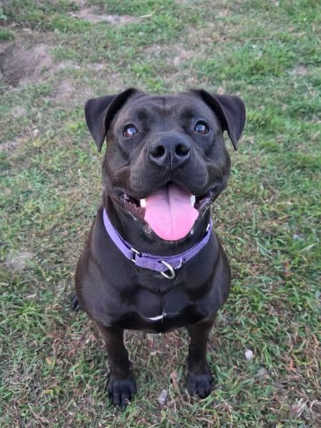 Enlarge Miley, a Adoptable Mixed Breed in Cranston, RI image 2/3