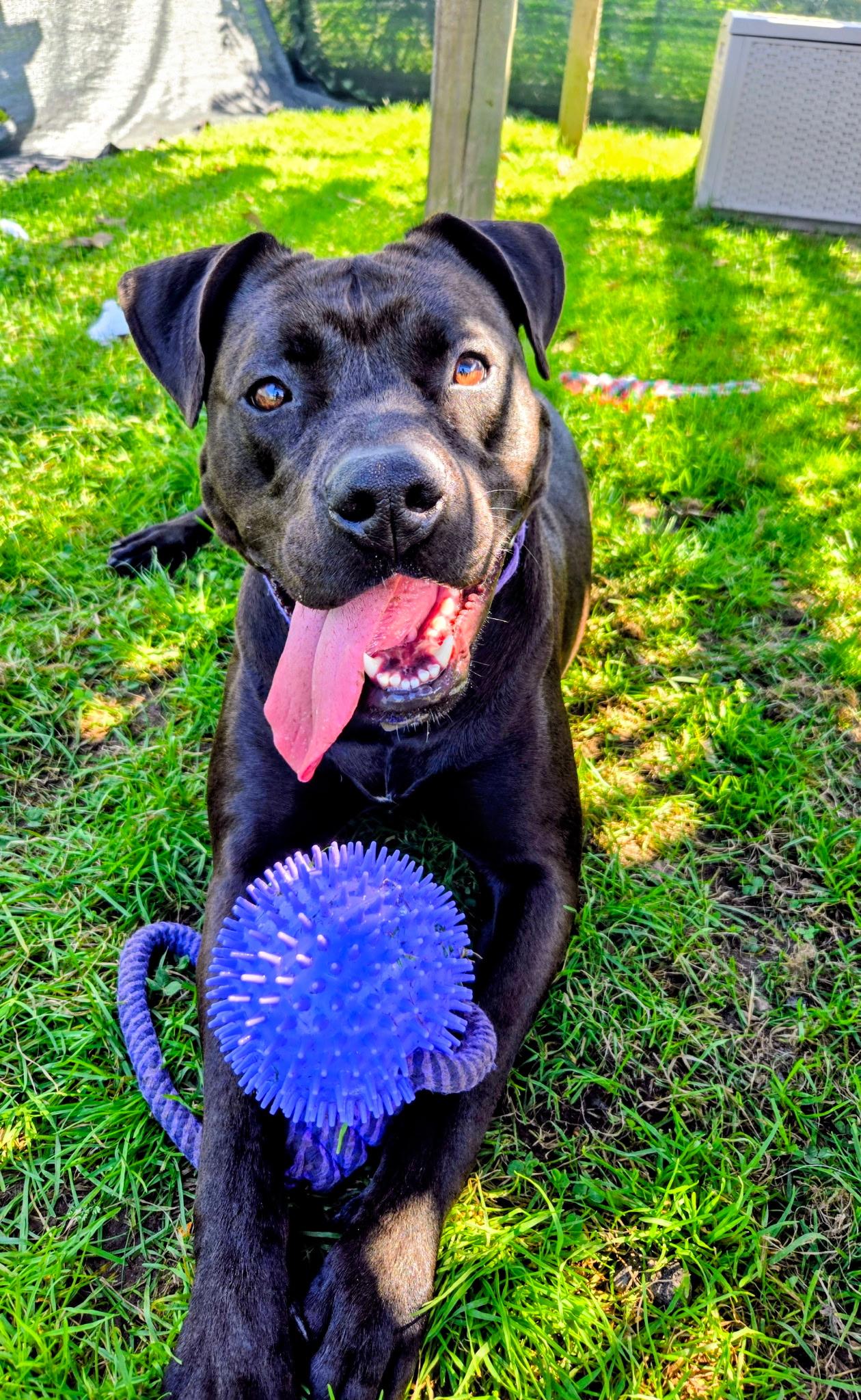 Enlarge Miley, a Adoptable Mixed Breed in Cranston, RI image 3/3