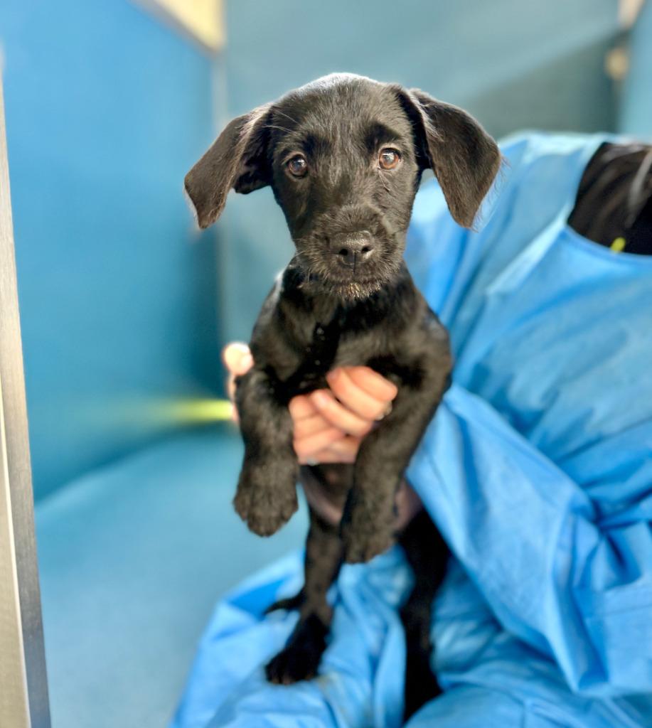 Enlarge Prairie, a Adoptable mixed breed in Ellijay, GA image 1/1