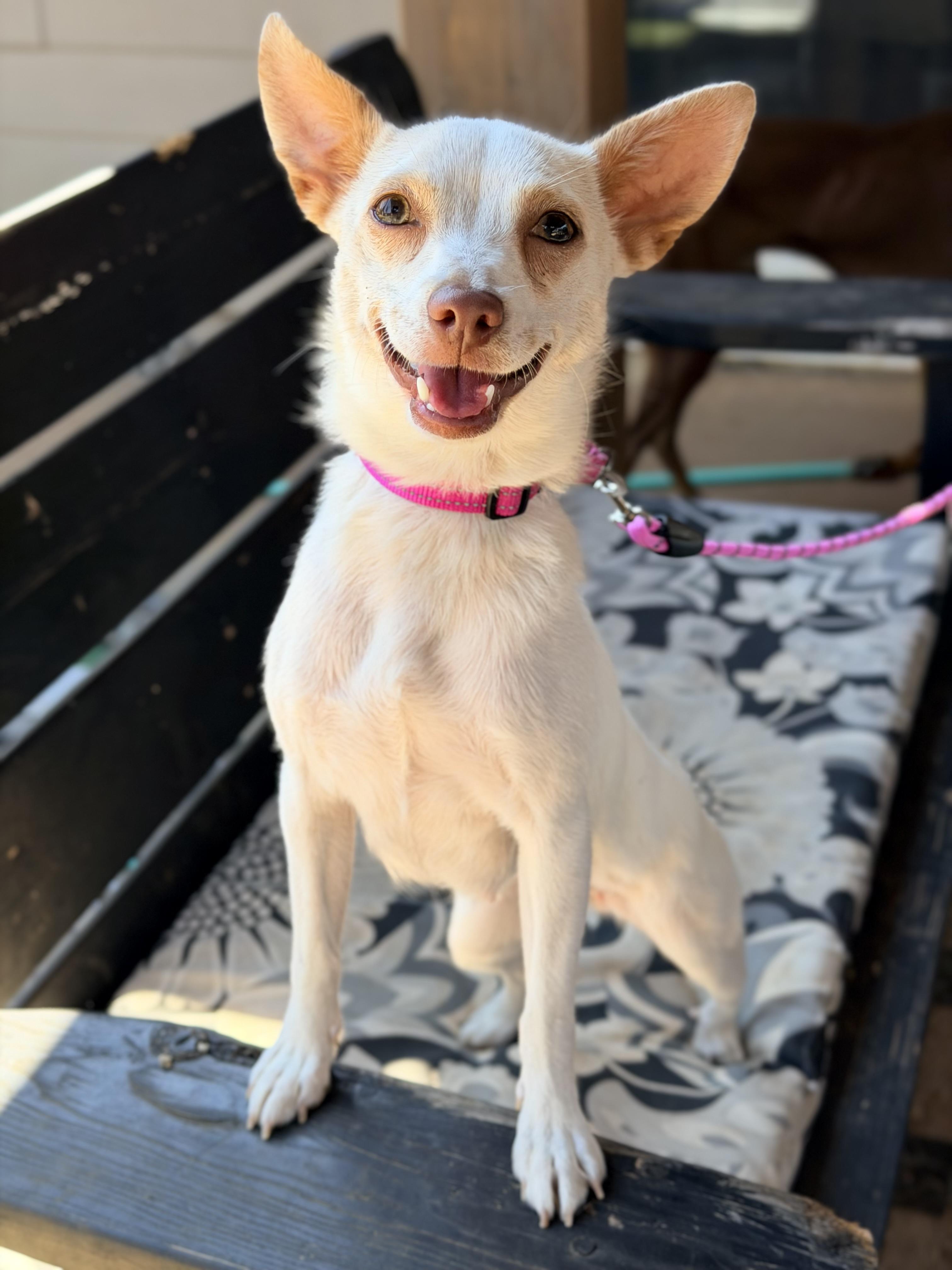 April, an adoptable mixed breed in Beavercreek, OR image 1/6
