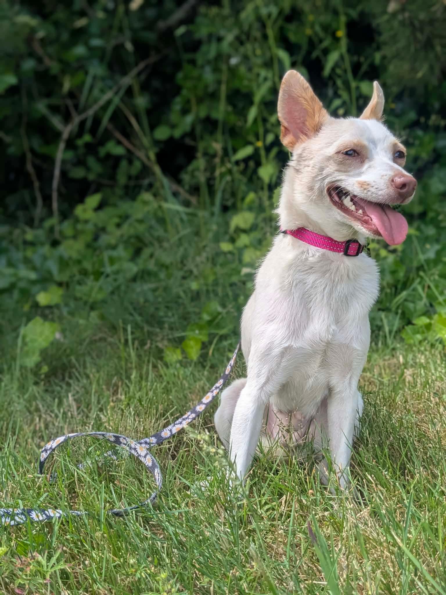 April, an adoptable mixed breed in Beavercreek, OR image 3/6