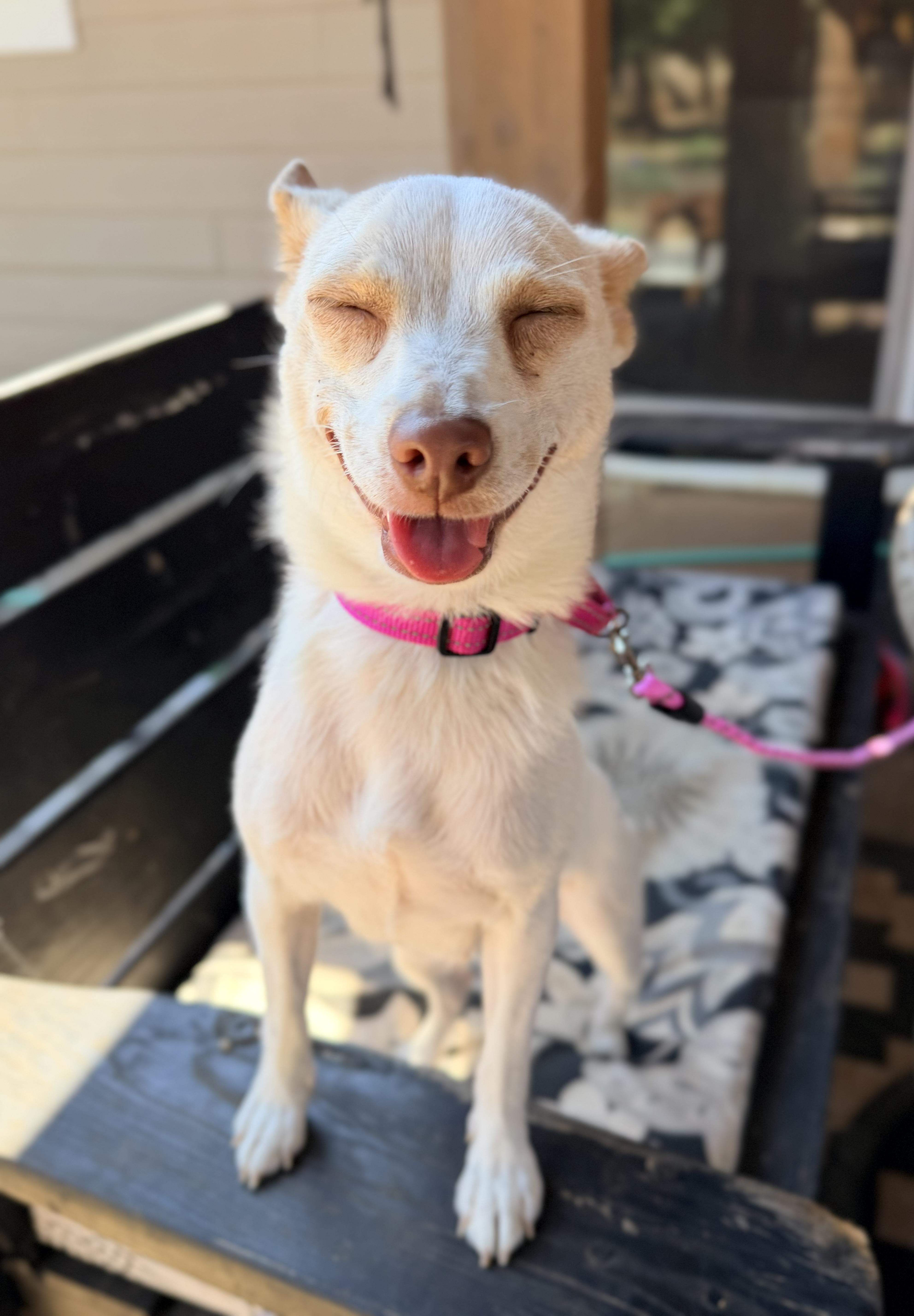 April, an adoptable mixed breed in Beavercreek, OR image 2/6