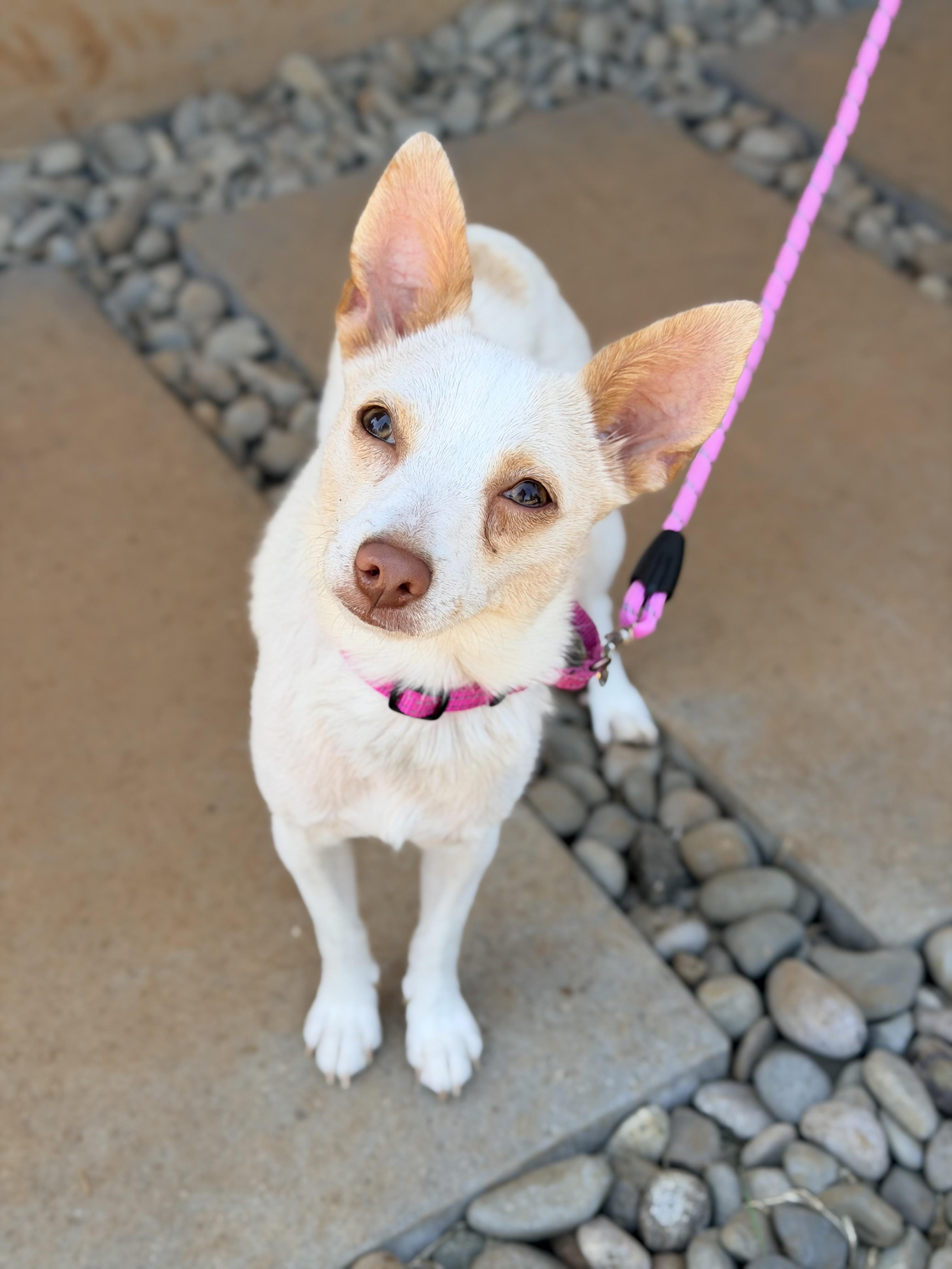April, an adoptable mixed breed in Beavercreek, OR image 4/6