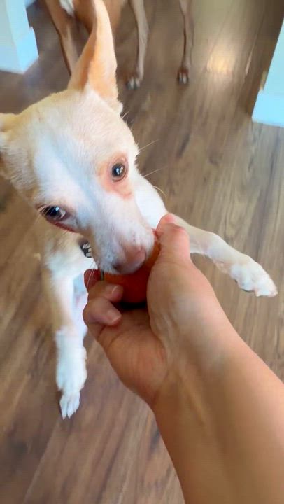 Enlarge April, an adoptable mixed breed in Beavercreek, OR video 5/6