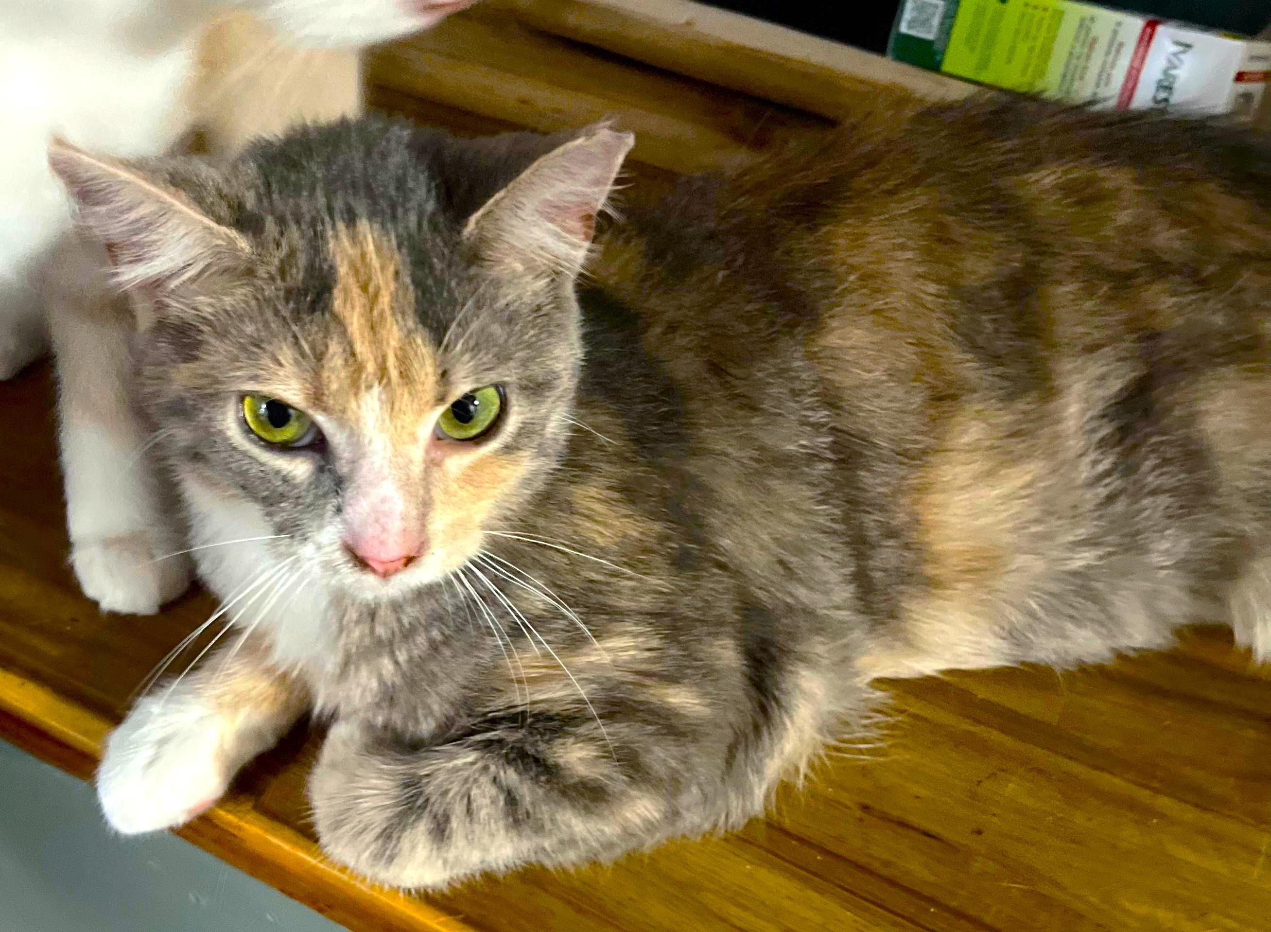 Enlarge Juju, a ADOPTABLE Calico in Jamaica Plain, MA image 2/2