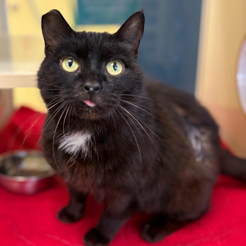 Enlarge Fudge, a Adoptable Domestic Short Hair in West Olive, MI image 1/5