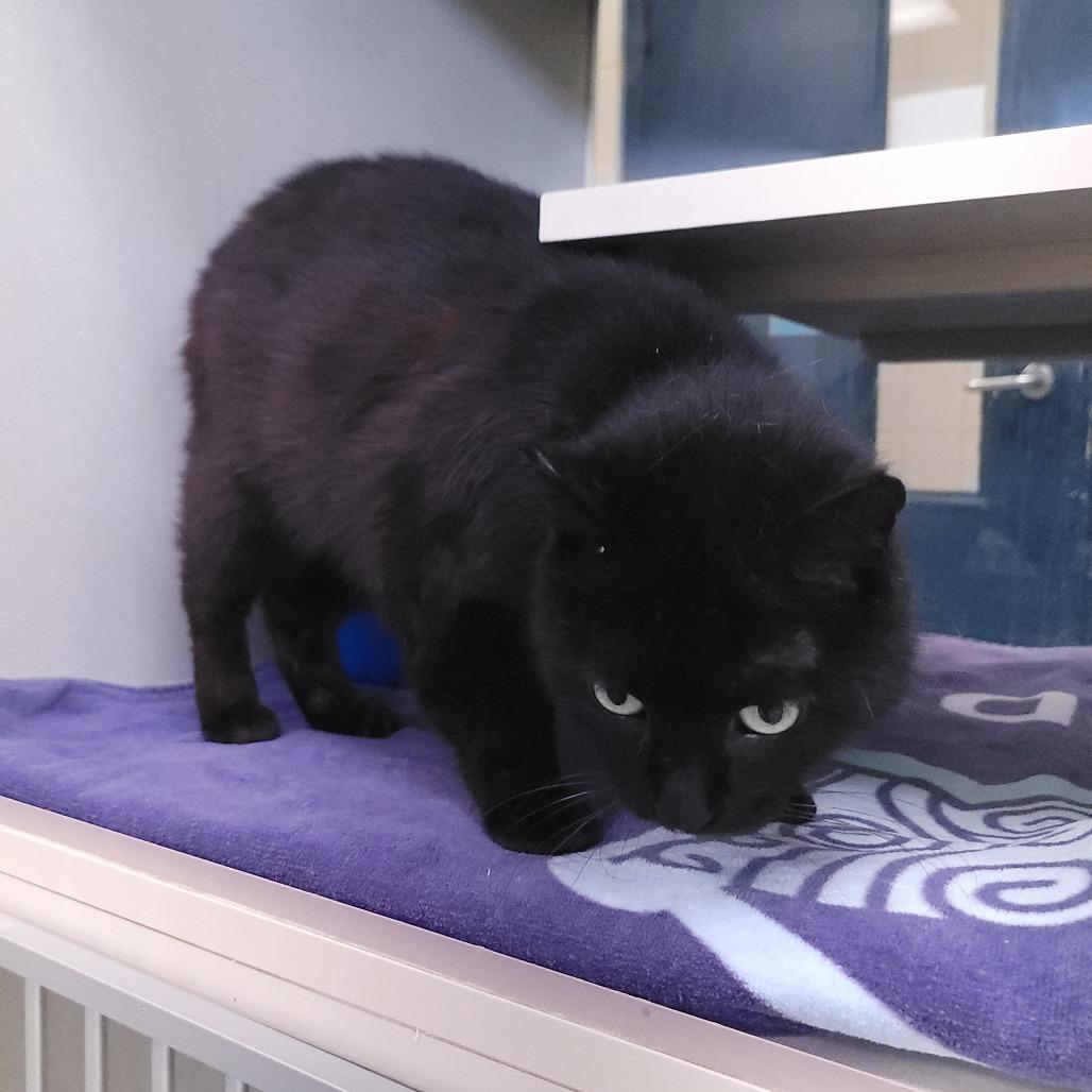Enlarge Fudge, a Adoptable Domestic Short Hair in West Olive, MI image 2/5