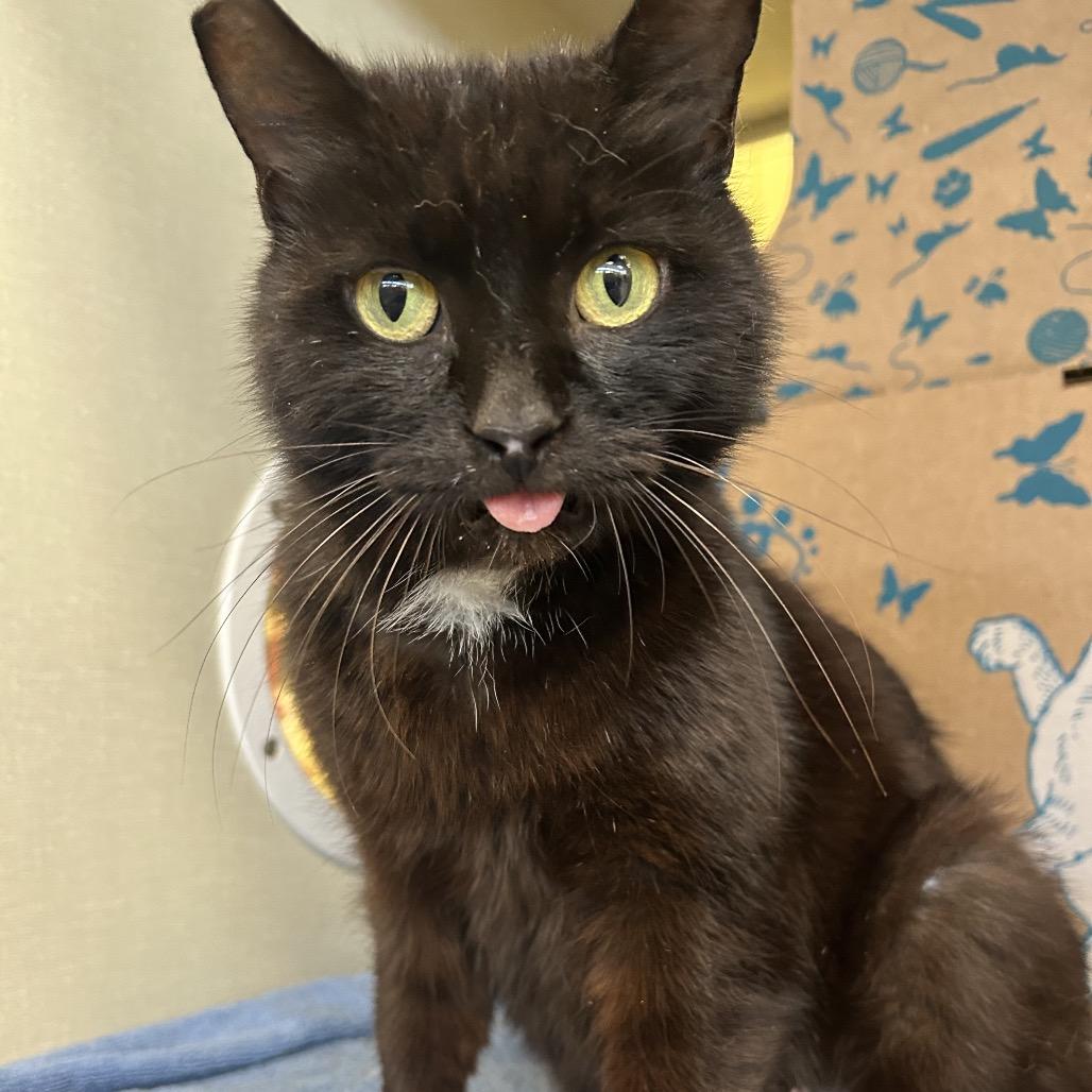Enlarge Fudge, a Adoptable Domestic Short Hair in West Olive, MI image 3/5