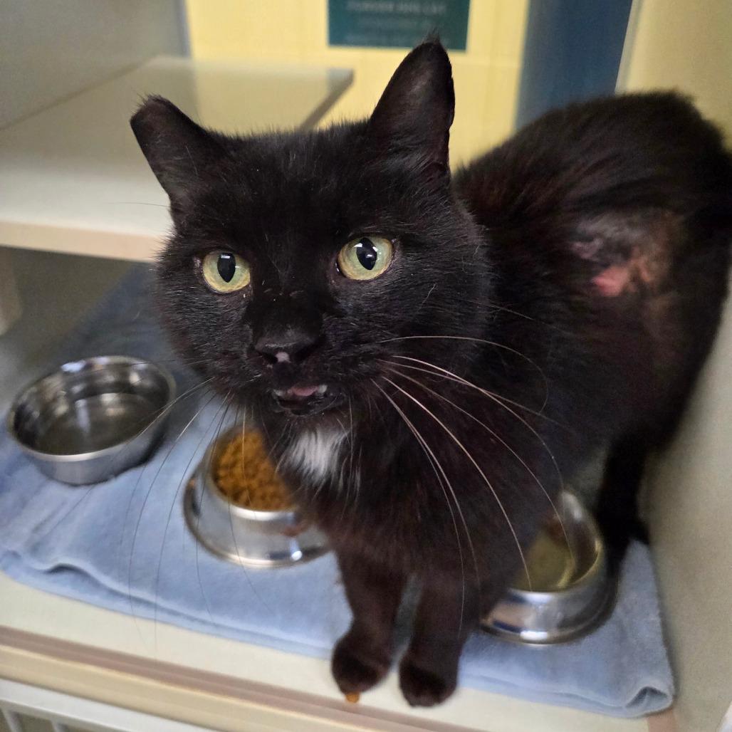 Enlarge Fudge, a Adoptable Domestic Short Hair in West Olive, MI image 4/5