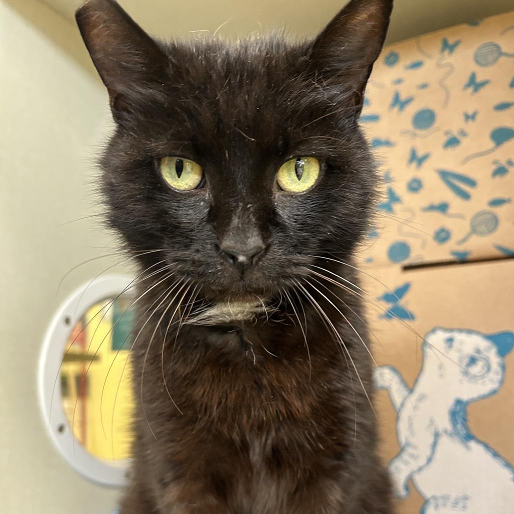 Enlarge Fudge, a Adoptable Domestic Short Hair in West Olive, MI image 5/5