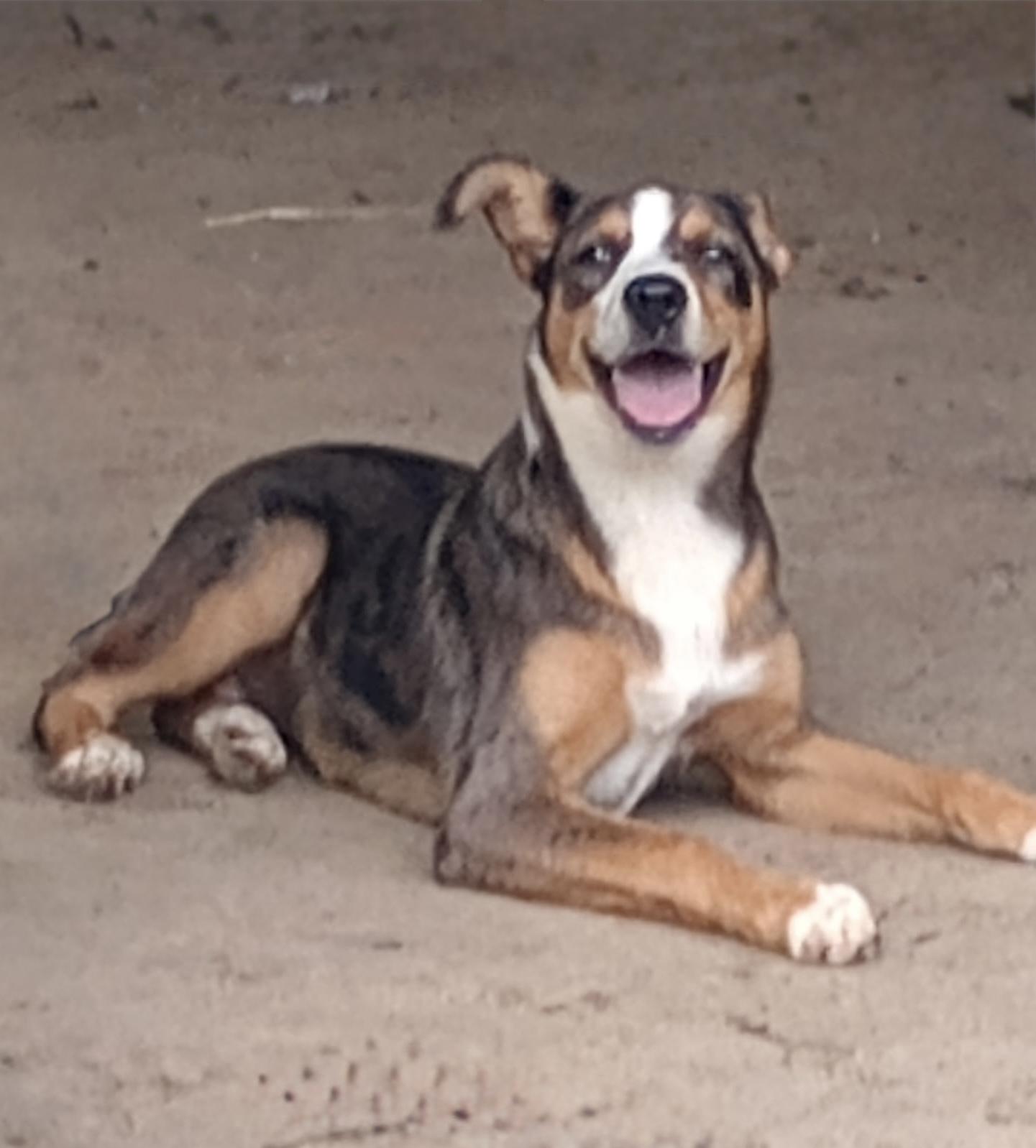 Indie, a ADOPTABLE mixed breed in Baker, LA image 3/4