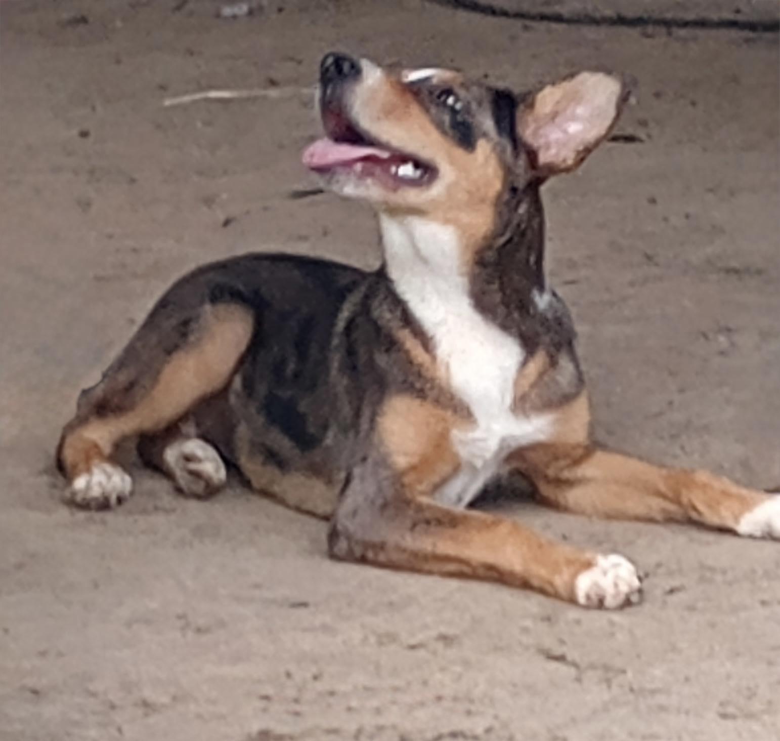 Indie, a ADOPTABLE mixed breed in Baker, LA image 4/4
