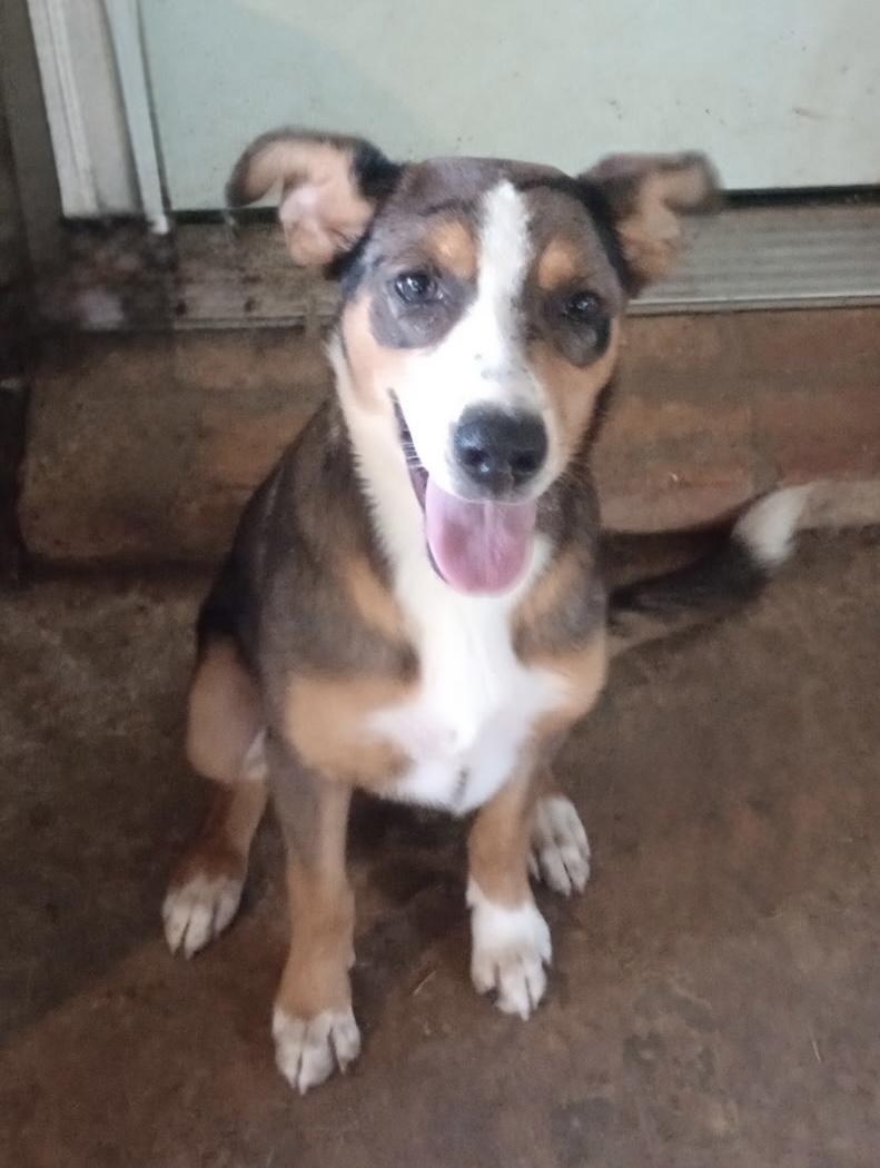 Indie, ADOPTABLE, Young Female Australian Shepherd.