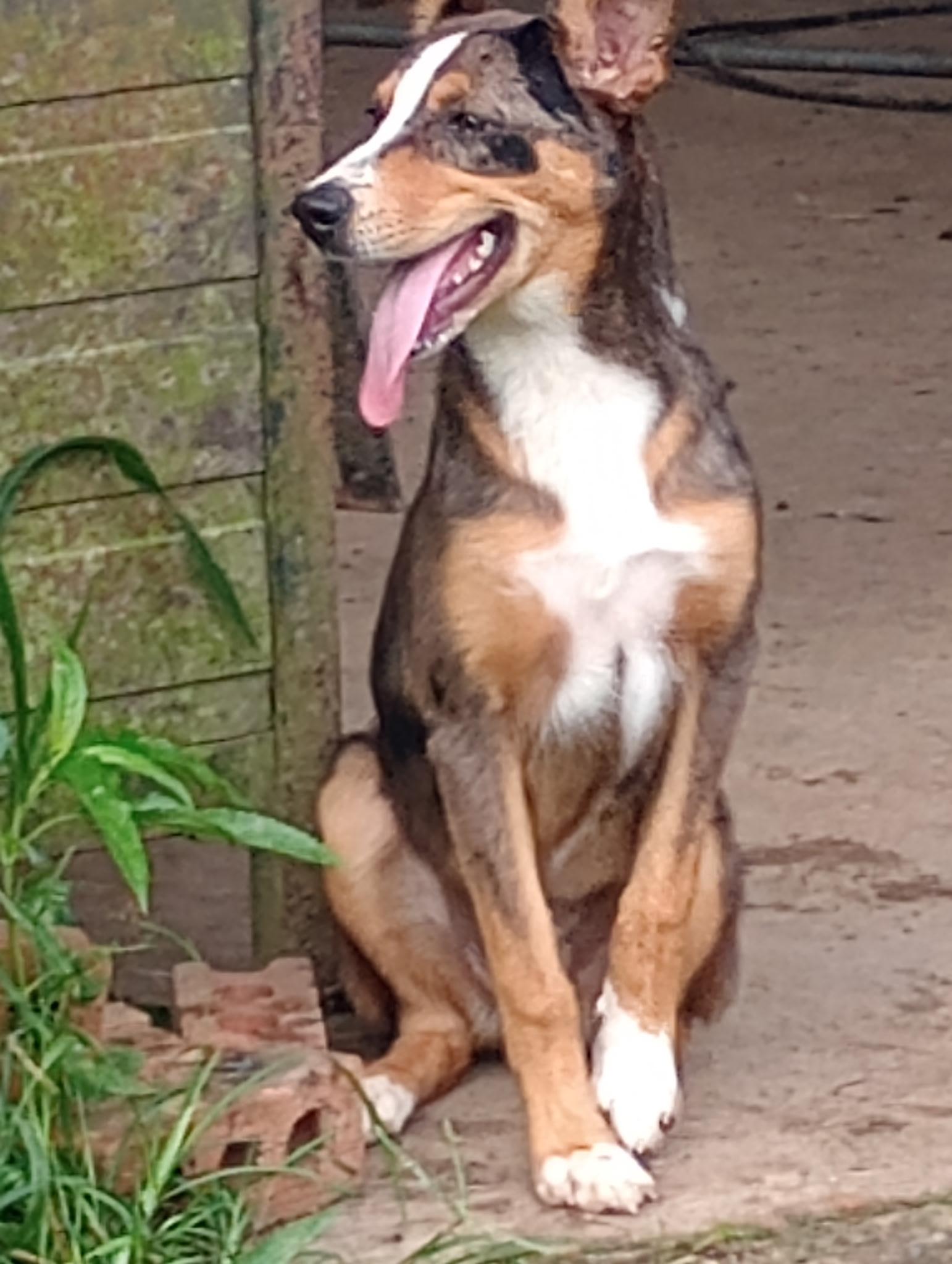 Indie, a ADOPTABLE mixed breed in Baker, LA image 2/4