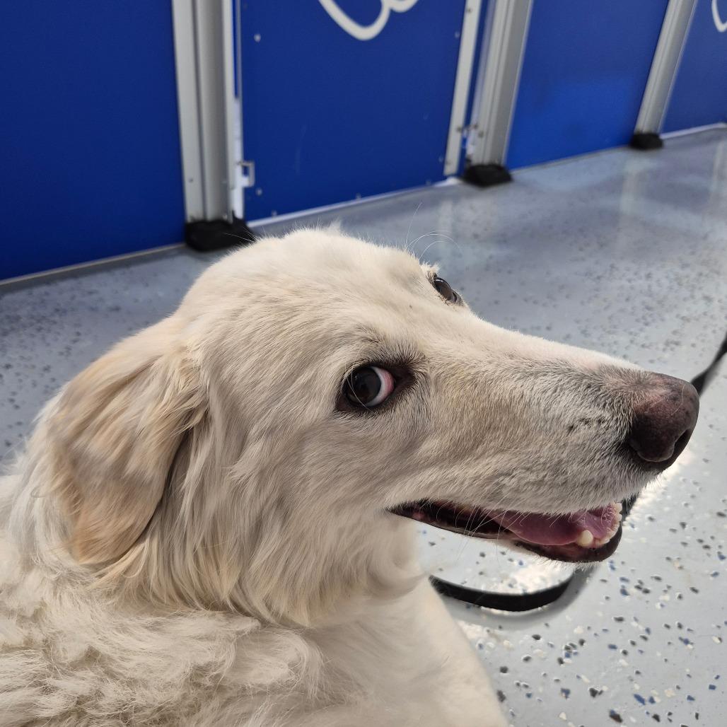Sandra Dee, Adoptable, Adult Female Great Pyrenees & Mixed Breed.