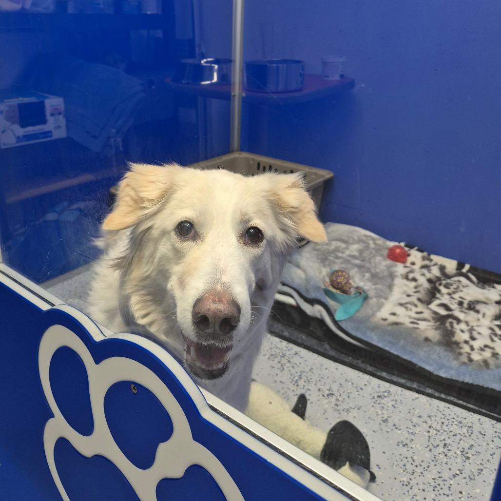 Sandra Dee, a Adoptable mixed breed in Drumheller, AB image 2/2