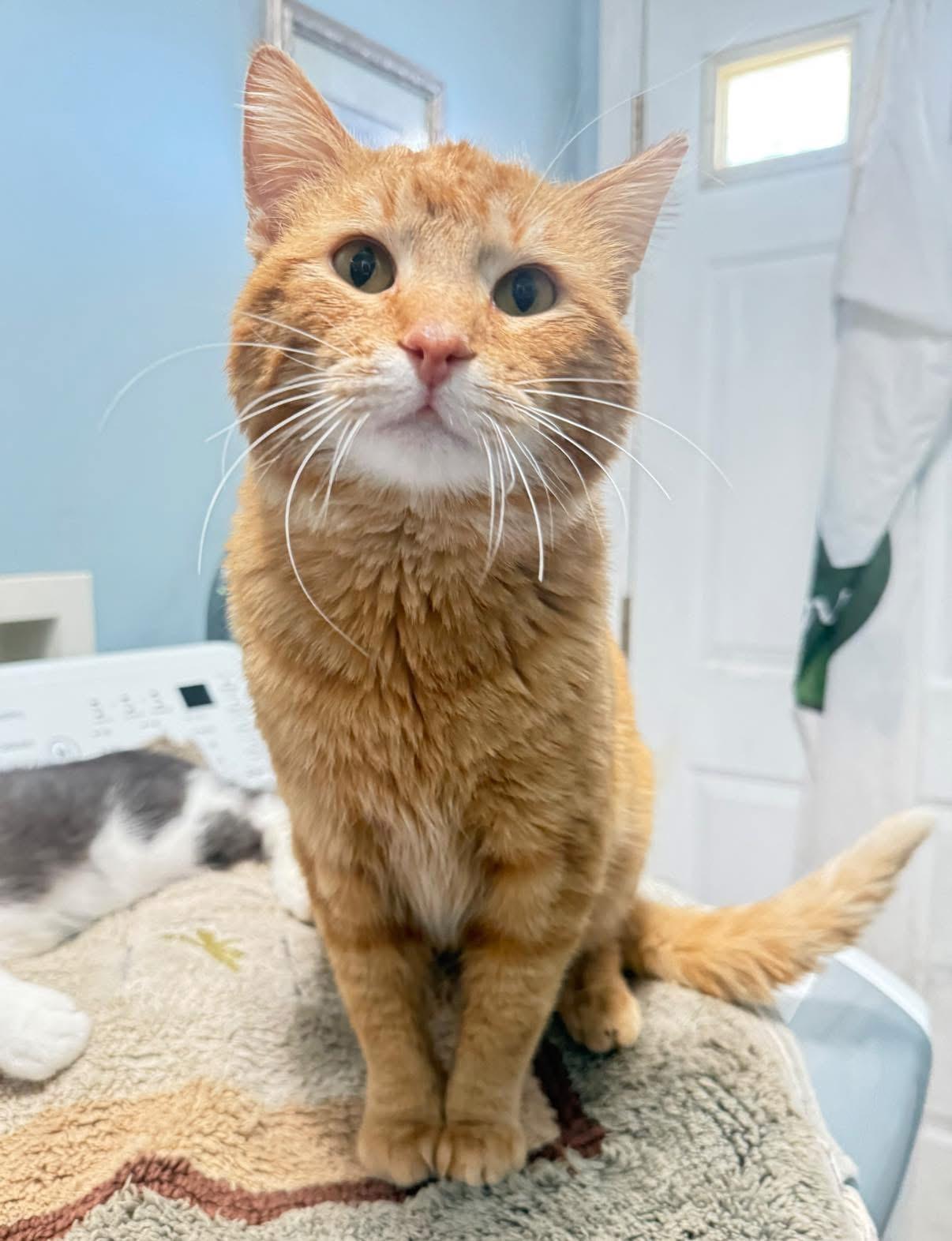 Big Cheese, Adoptable, Young Male Domestic Short Hair.