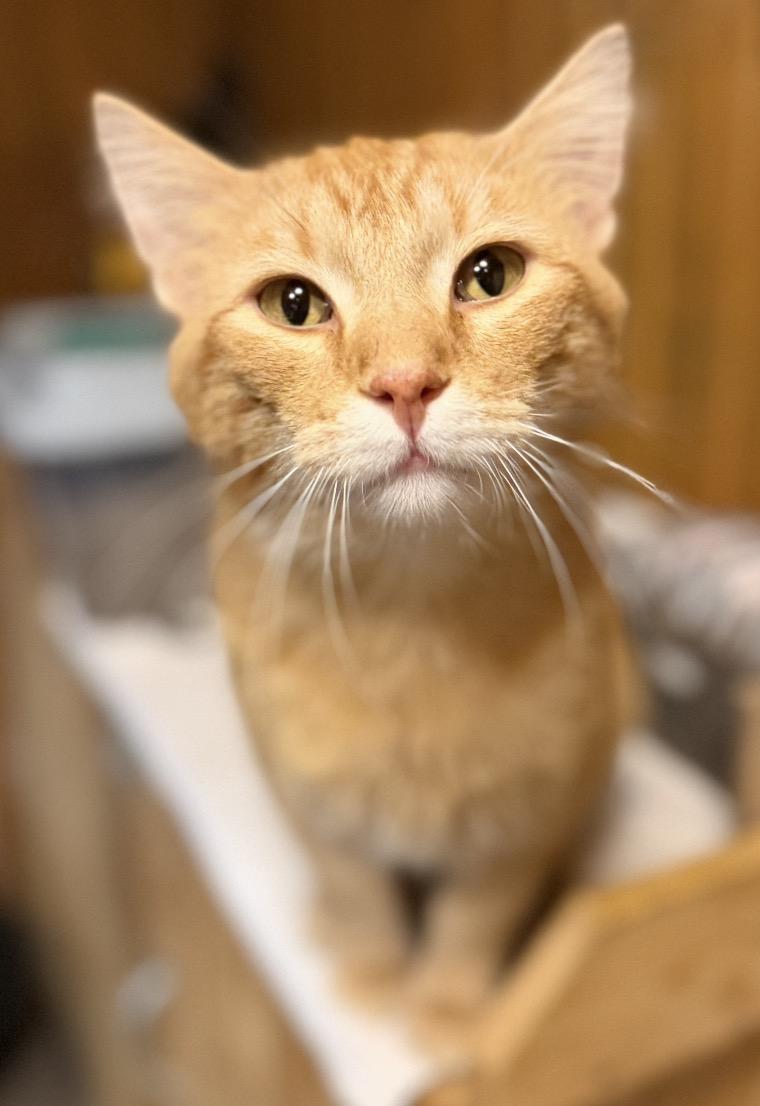 Enlarge Big Cheese, a Adoptable Domestic Short Hair in Naperville, IL image 2/5
